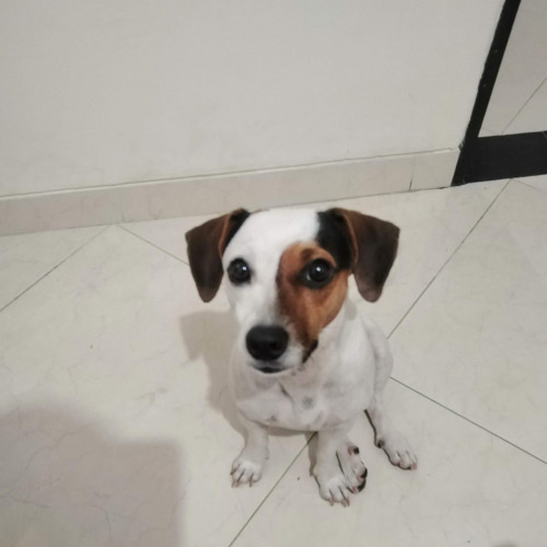 Bruno