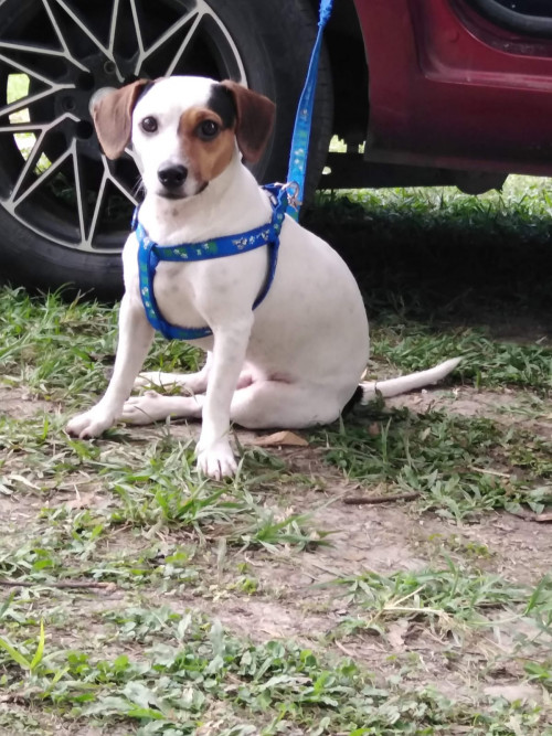 Bruno