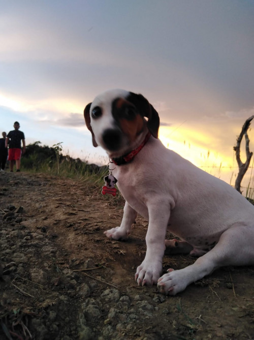 Bruno