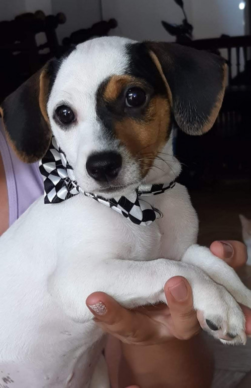 Bruno