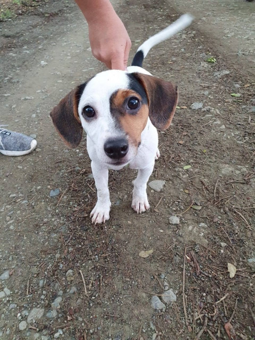 Bruno