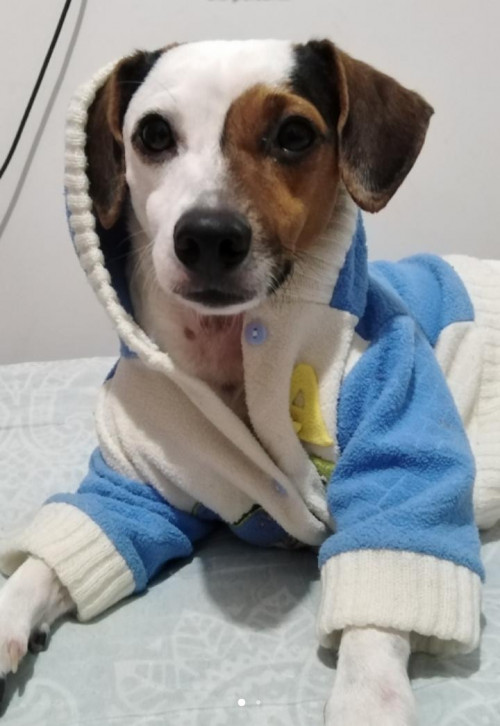 Bruno