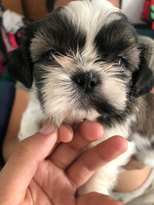 Jully