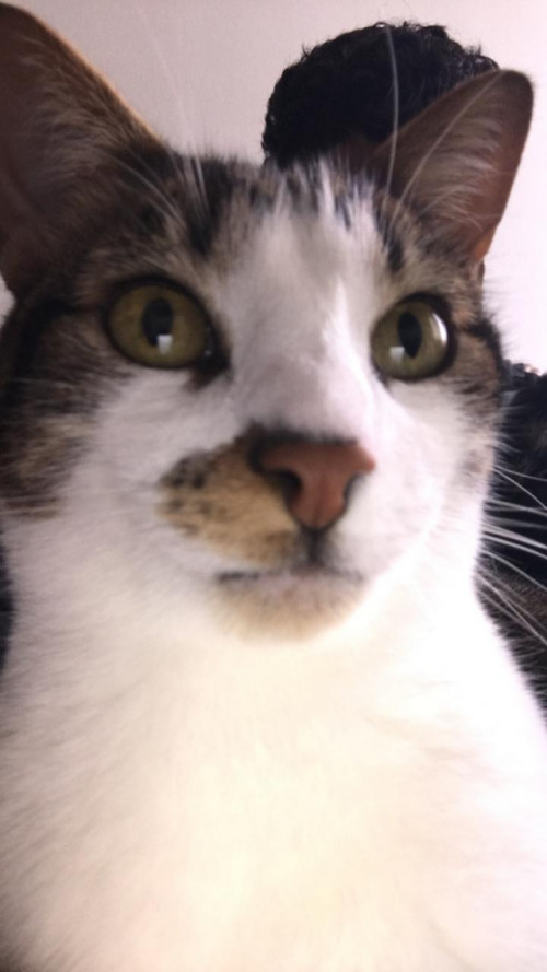 Simba