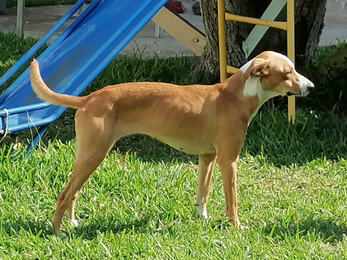 Kali