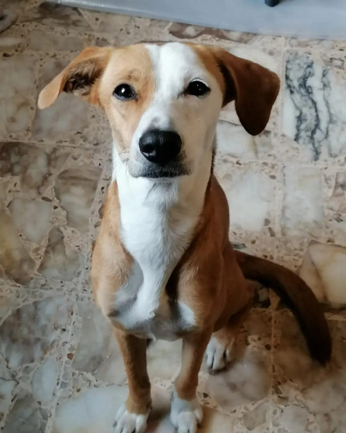 Kali