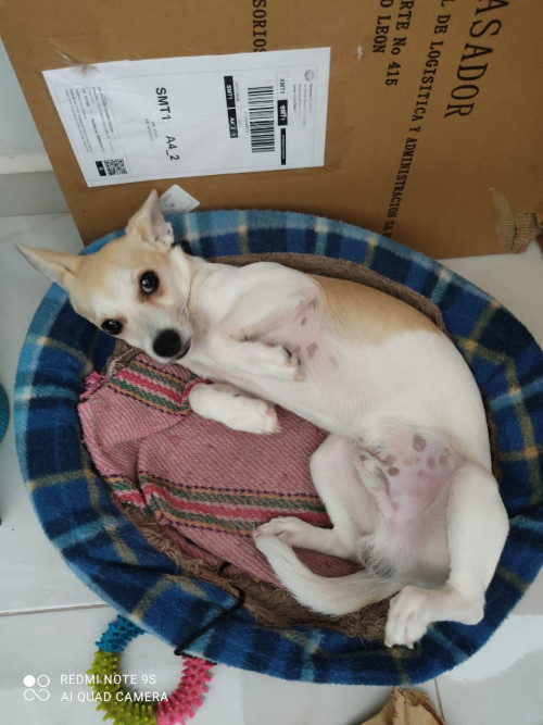 Pongo