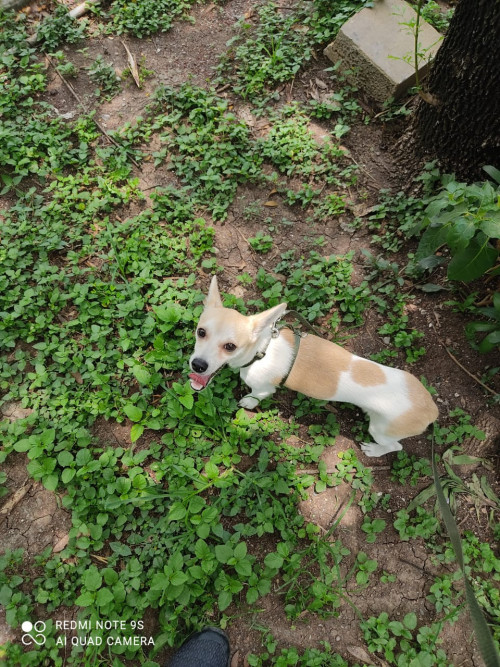 Pongo