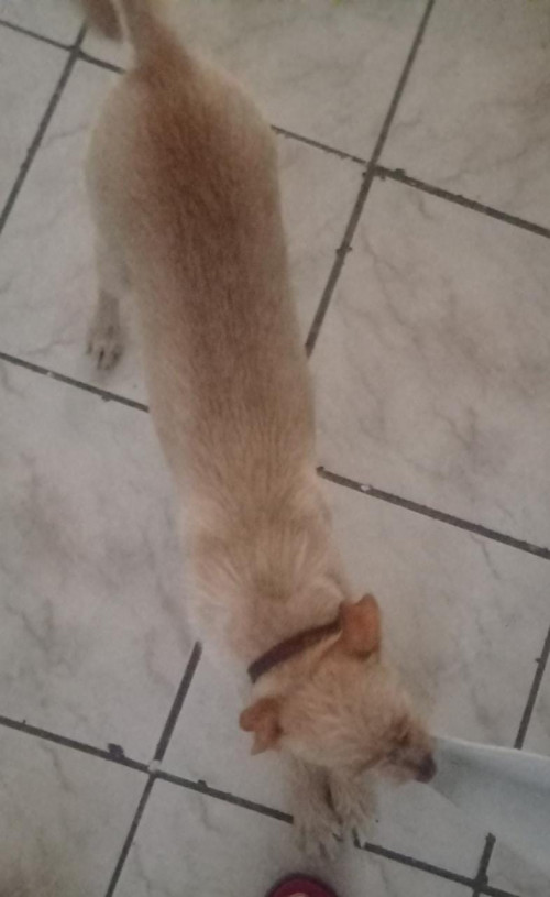 Mishi