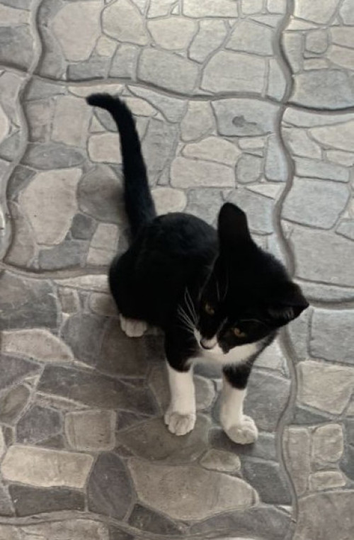 Kala
