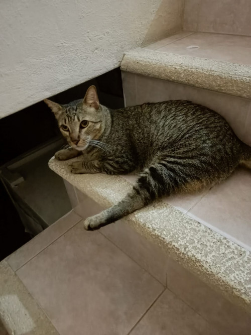 Toñito