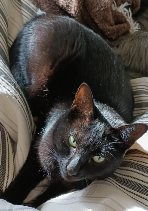 Negra