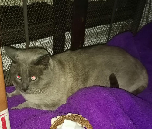Chorch