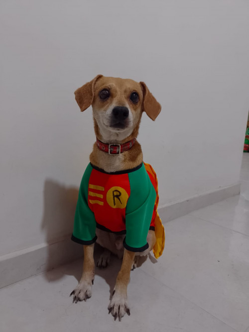Bruno