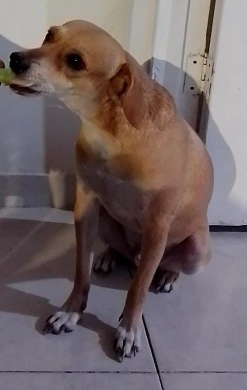 Bruno