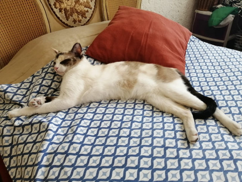 Tammy