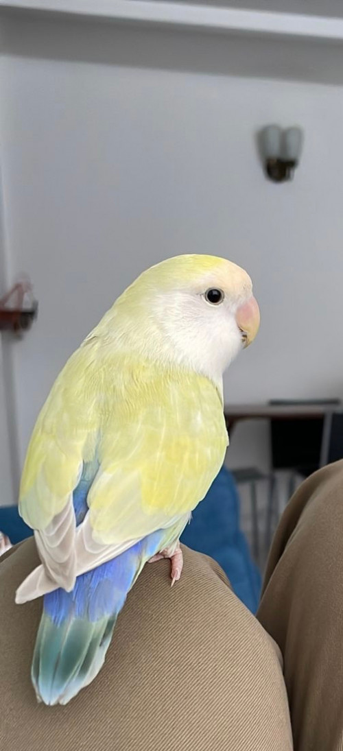 Armandito