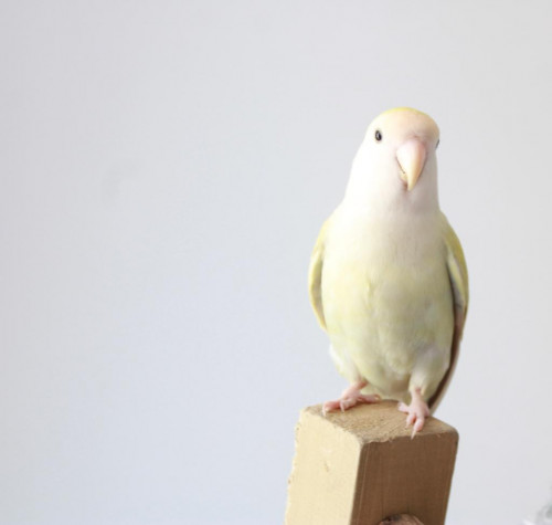 Armandito