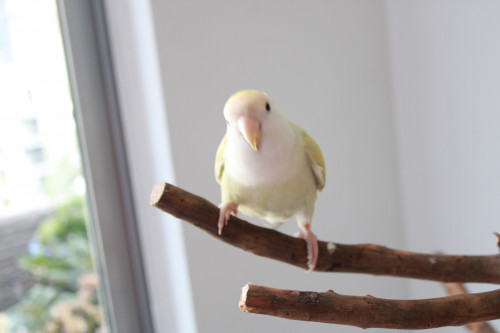Armandito