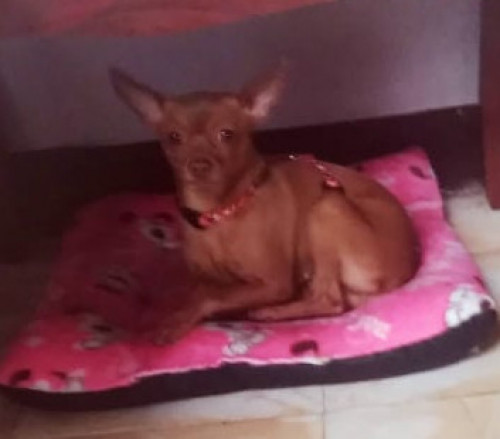 Estrella