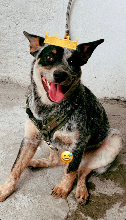 Oreo