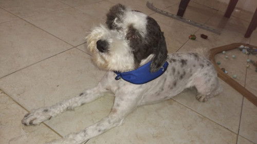 Max