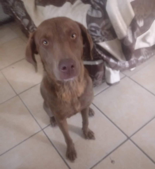 Canela