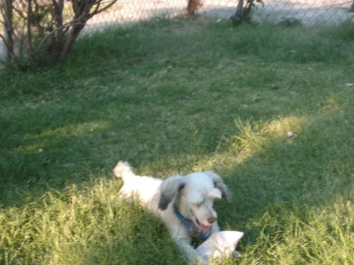 Chaparro