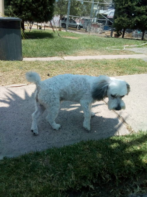 Chaparro