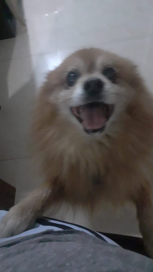 Douglas