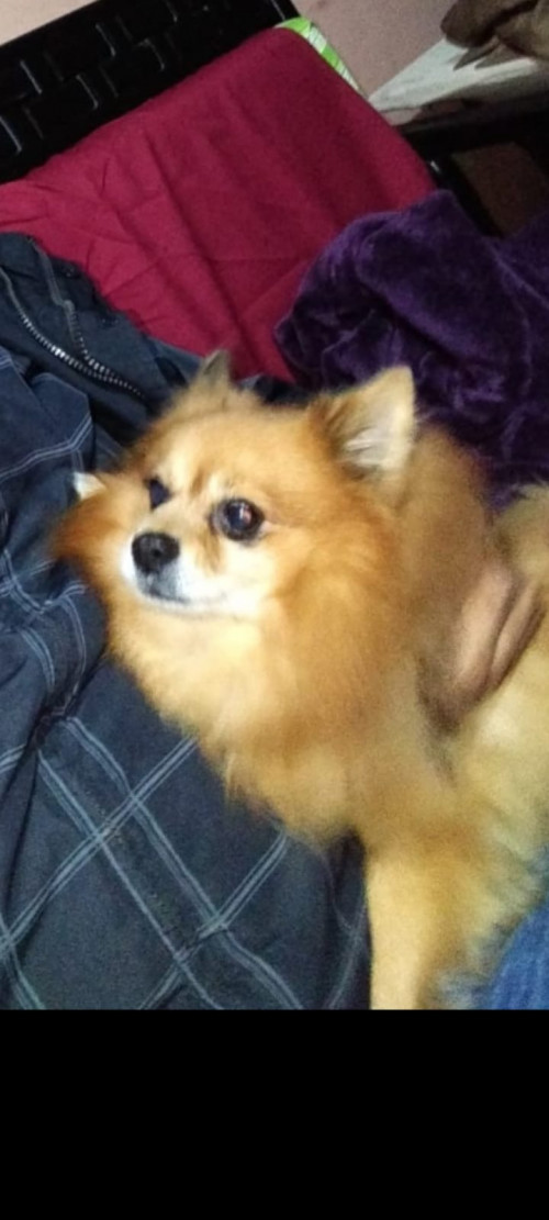 Douglas