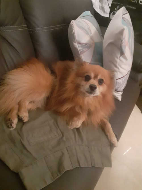 Douglas