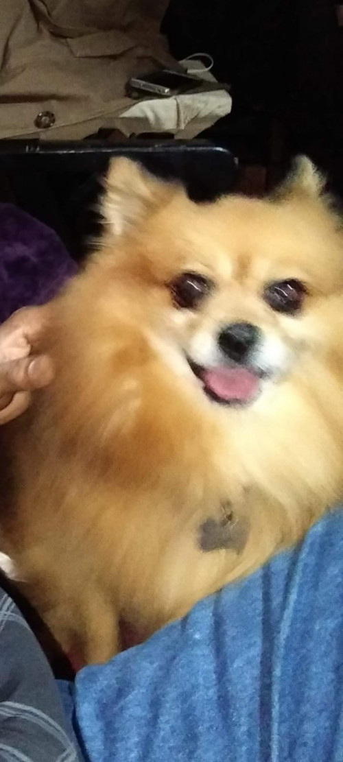 Douglas
