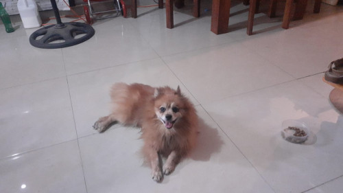 Douglas
