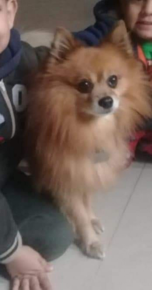 Douglas