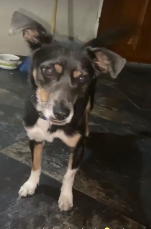 Draco