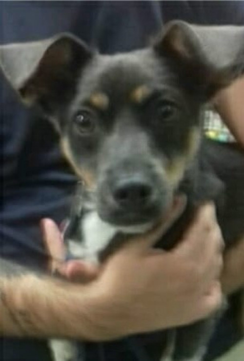 Draco