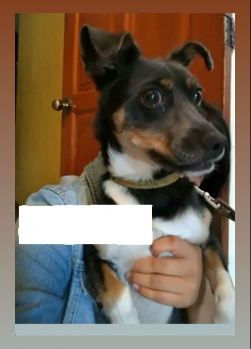Draco