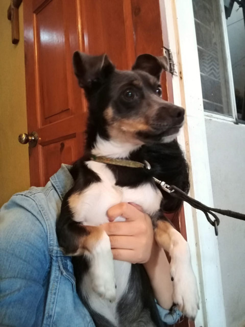 Draco