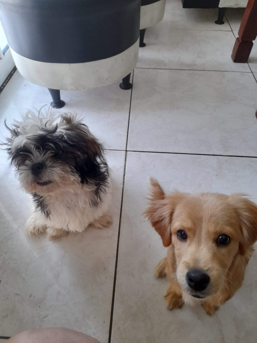 Zacura Y Zasque