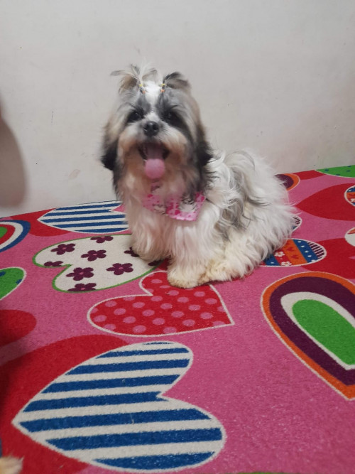 Zacura Y Zasque