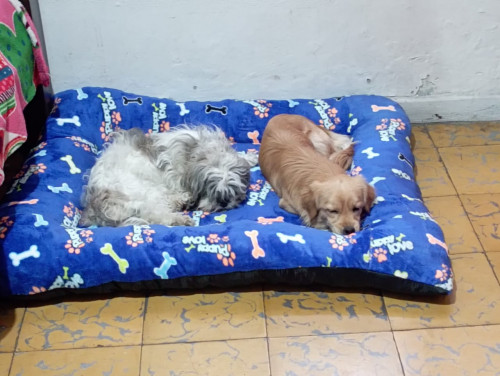 Zacura Y Zasque