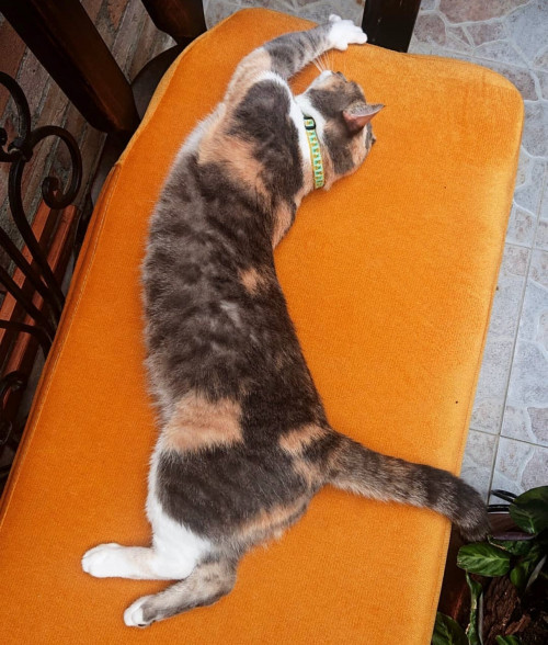 Dulccini