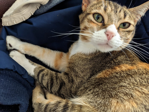 Zoe