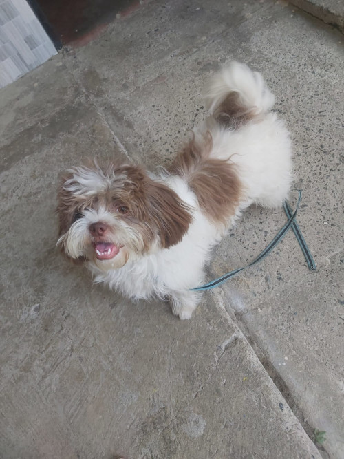 Bruno