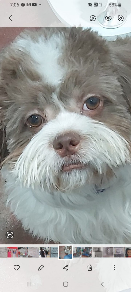 Bruno