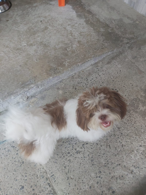Bruno