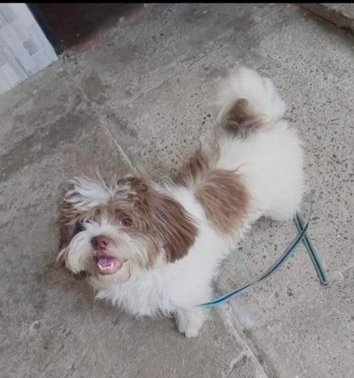 Bruno