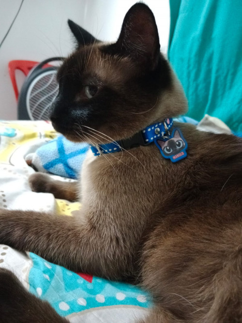 Manolo