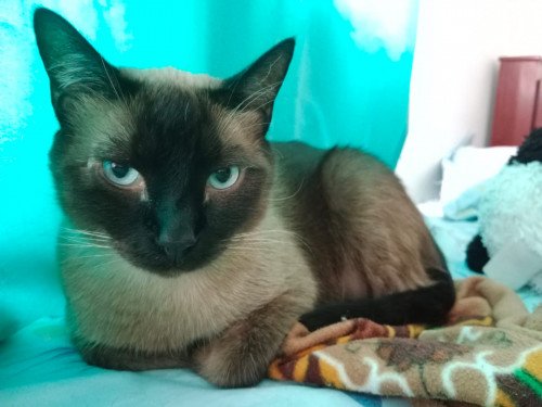 Manolo